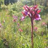 Le Anacamptis papilionacea vantano fiori riuniti in infiorescenze dense, con le tonalit� accese del rosso da cui si allungano le lingue violacee del labello